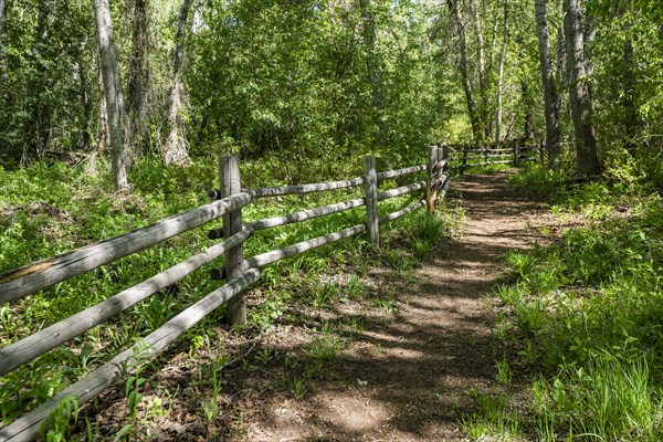 Footpath and fence in forest