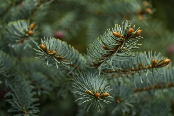 Close-up of pine branch