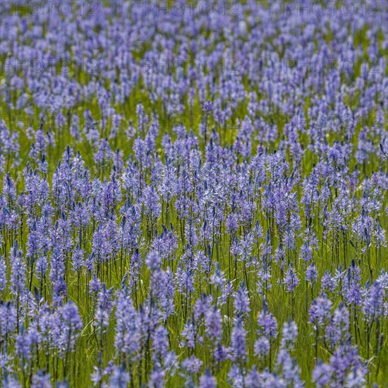 Close-up of Camas lilies bloom in spring