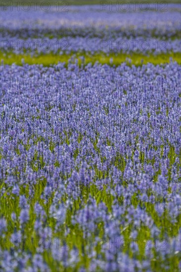 Close-up of Camas lilies bloom in spring