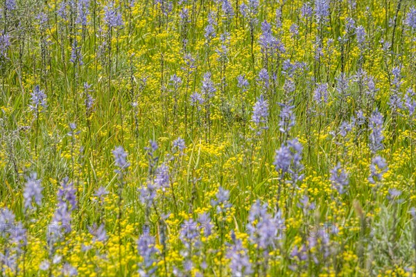 Close-up of Camas lilies bloom in spring