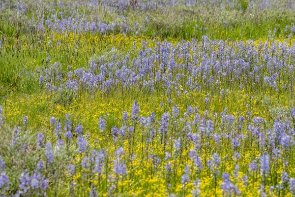 Field of Camas lilies bloom in spring