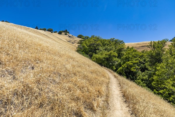 Dipsea Trail footpath on grassy hill