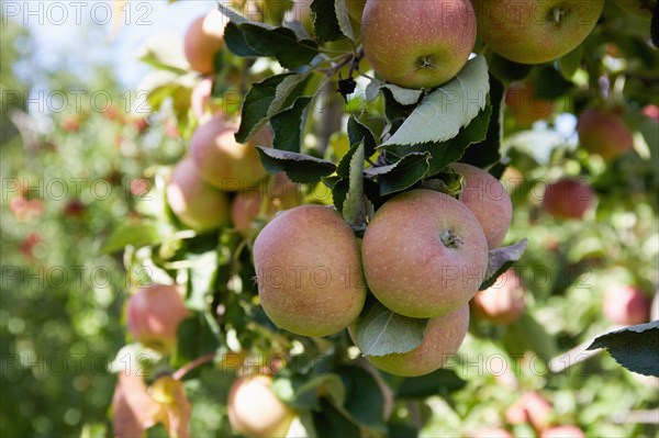 Ripe apples on tree branch in orchard