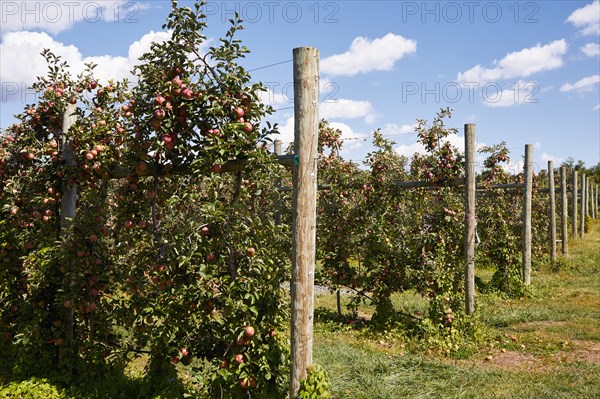 Rows of apple trees in orchard