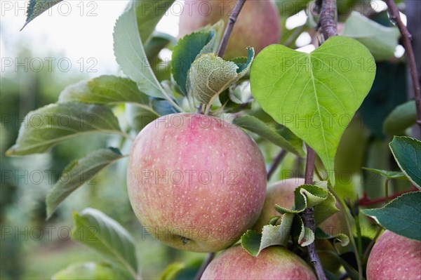 Close-up of ripe apples on tree branch