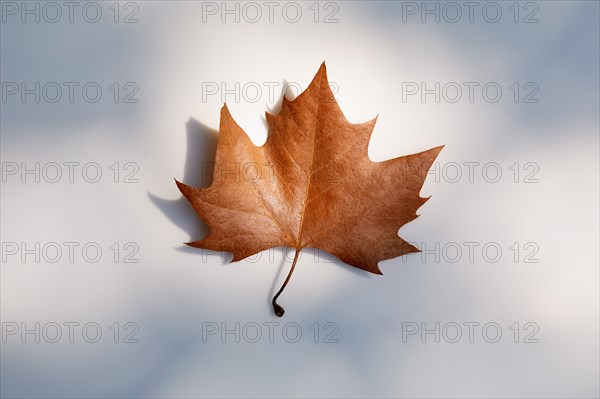 Autumn maple leaf on white background