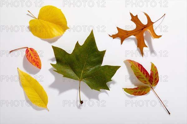 Multicolored autumn leaves on white background