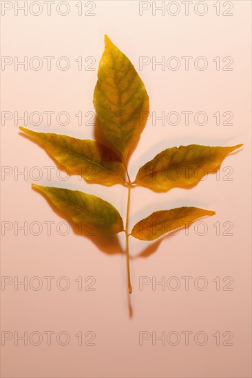 Ash tree leaf on pink background