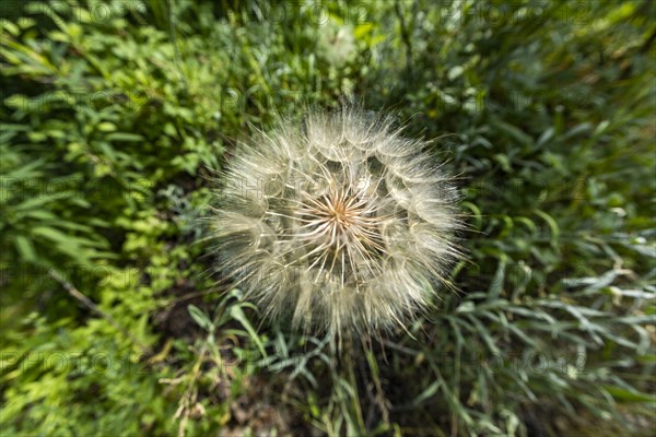 Puffy seed bloom of thistle plant