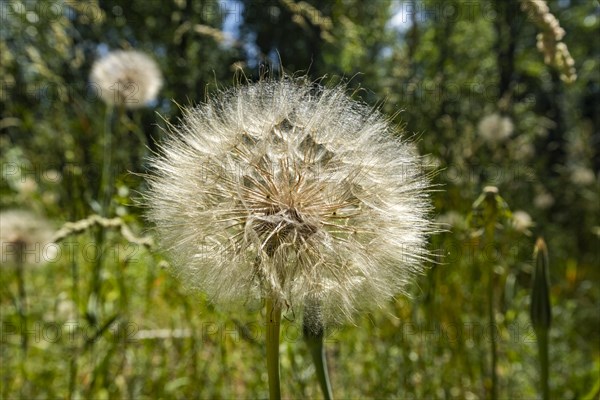 Puffy seed bloom of thistle plant