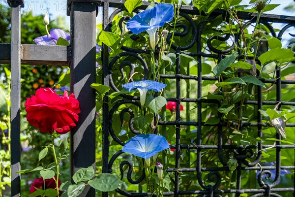 Summer flowers growing on metal fence