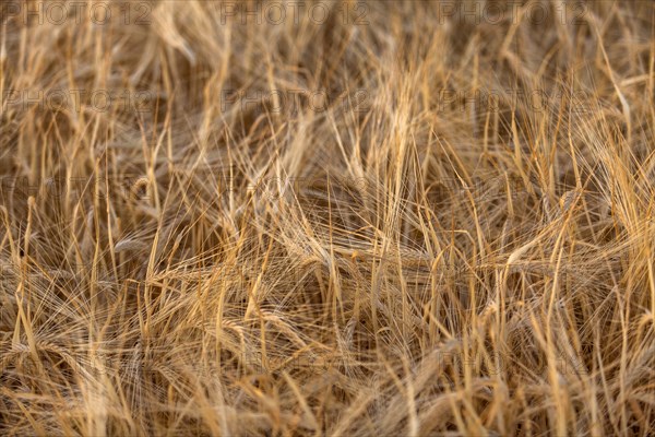 Close-up of grain ears in field