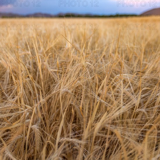 Close-up of grain ears in field