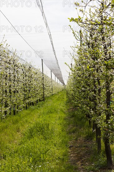 Rows of vines growing in vineyard