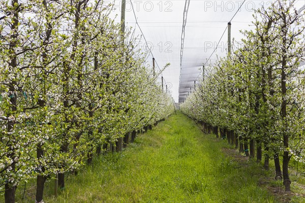 Rows of vines growing in vineyard