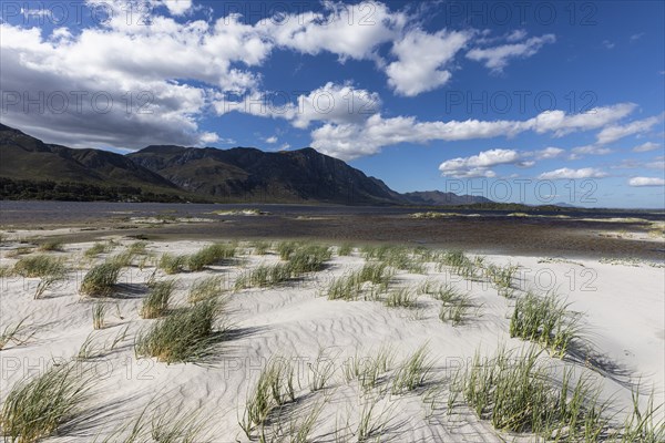 Marram grass on sandy Grotto beach