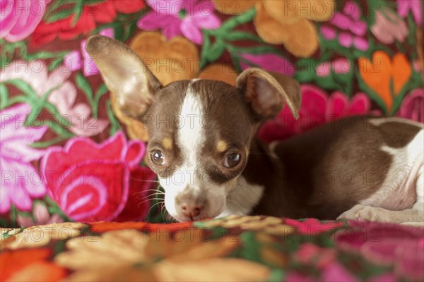 Chihuahua puppy lying on floral pillow