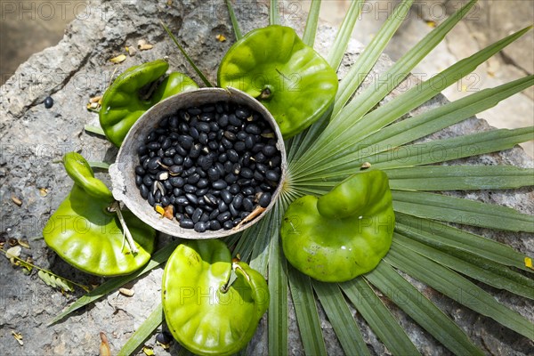 Display of regional Mexican beans with leaf decoration