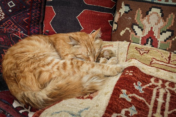 Cat sleeping on old Turkish rug