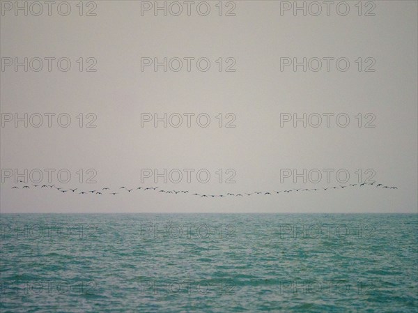 Flock of birds flying above smooth sea