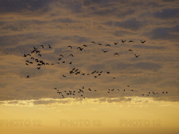 Flock of birds flying against storm clouds