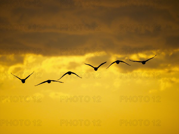 Flock of birds flying against moody sky