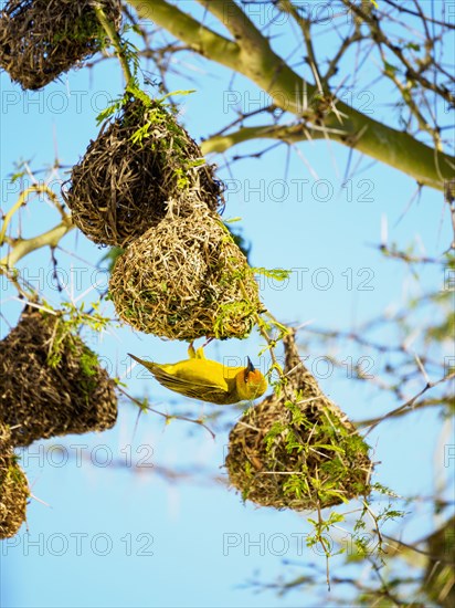 Yellow bird and its nests hanging on tree