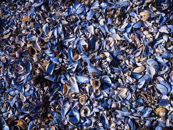 Background of various types of sea shells