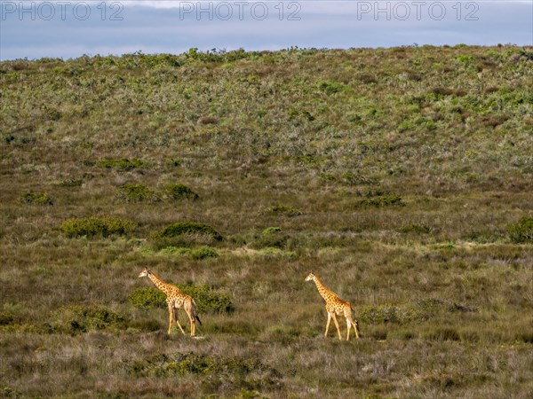 Two giraffes walking in grassland