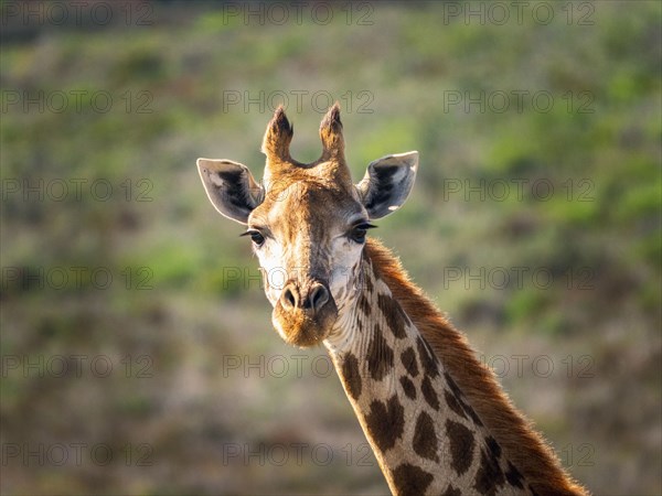 Portrait of giraffe in savannah