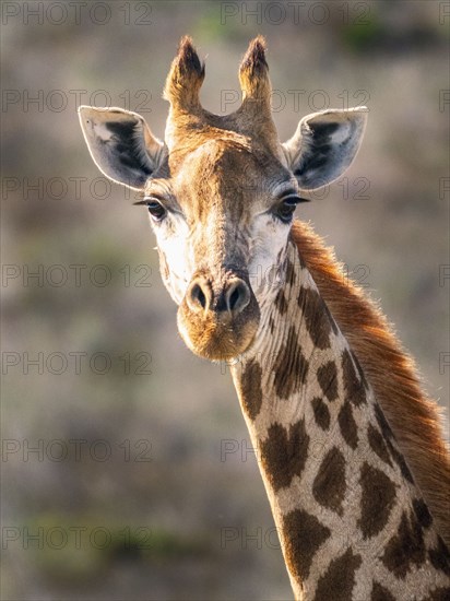 Portrait of giraffe in savannah