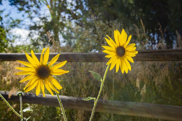 Close-up of sunflowers at sunny day