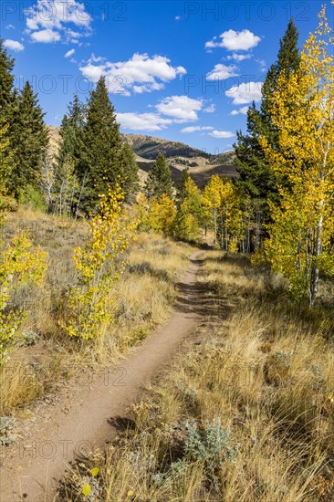 Hiking trail through the forest in fall