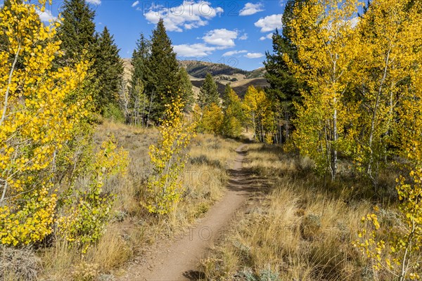 Hiking trail through the forest in fall