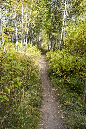 Hiking trail in forest