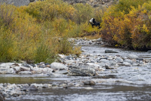 Cow on open range creek