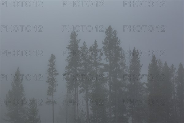 Silhouette of trees in fog