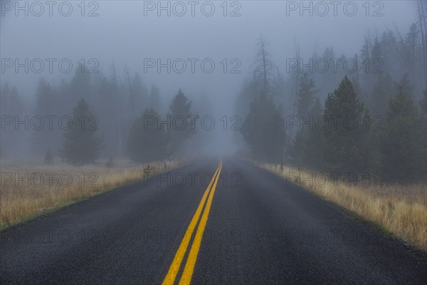 Double yellow lined highway leads into foggy forest