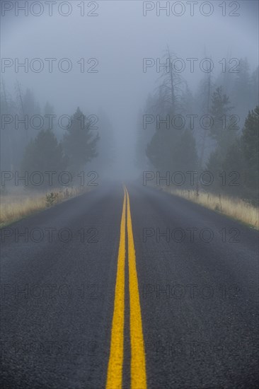 Double yellow lined highway leads into foggy forest