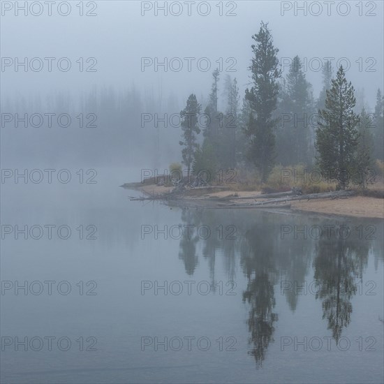 Trees in fog along shoreline