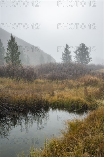 Pond in grassy valley in fog