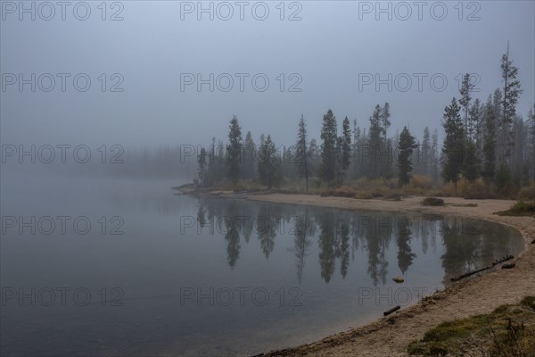 Forest along lake in mountains