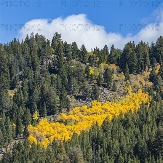 Fall colors in trees at mountains