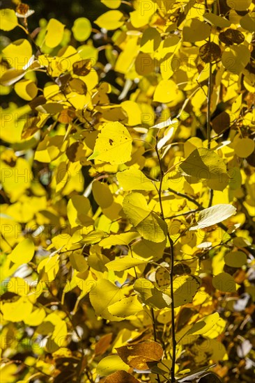 Yellow leaves in tree at autumn