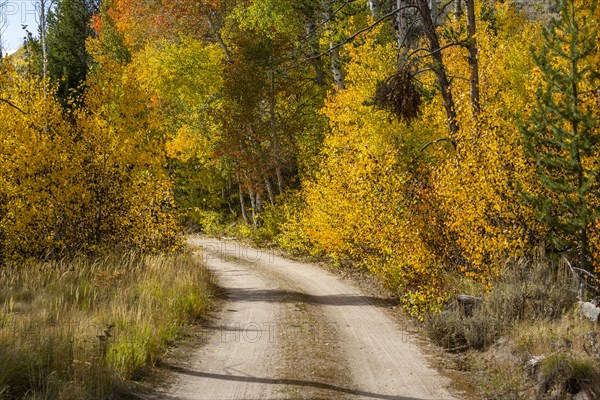 Dirt road in forest at autumn