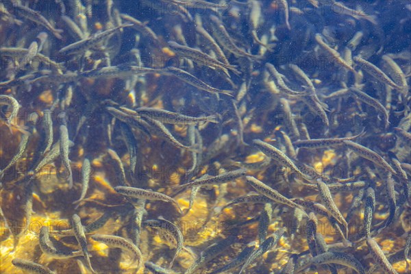 Immature trout in fish hatchery ponds