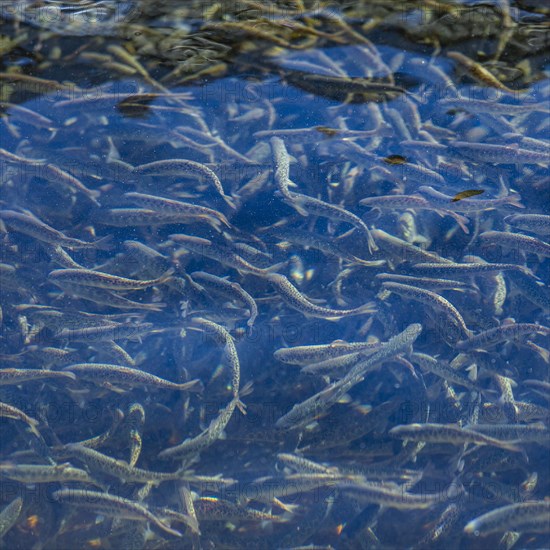 Immature trout in fish hatchery ponds