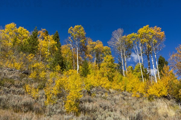 Yellow leaves on trees in mountains at autumn