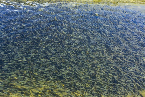 Immature trout in fish hatchery pond